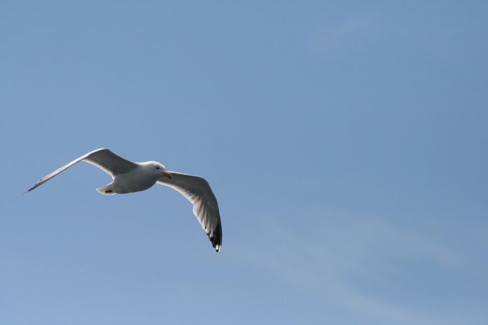 Free Image of Seagull soaring high in a clear blue sky open space 