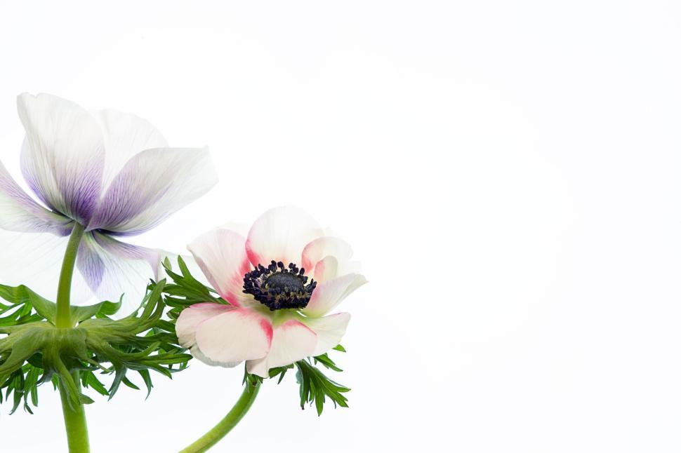 Free Image of Close-up of soft delicate flowers on white background 
