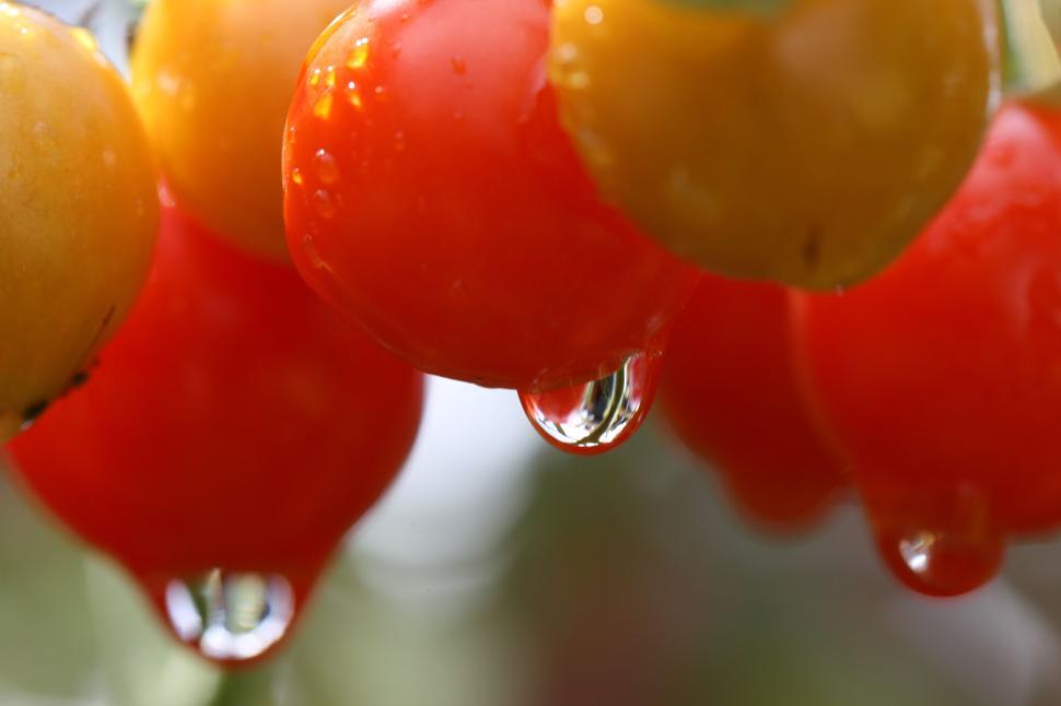 Free Image of Close-up of vibrant cherry tomatoes with water droplets 