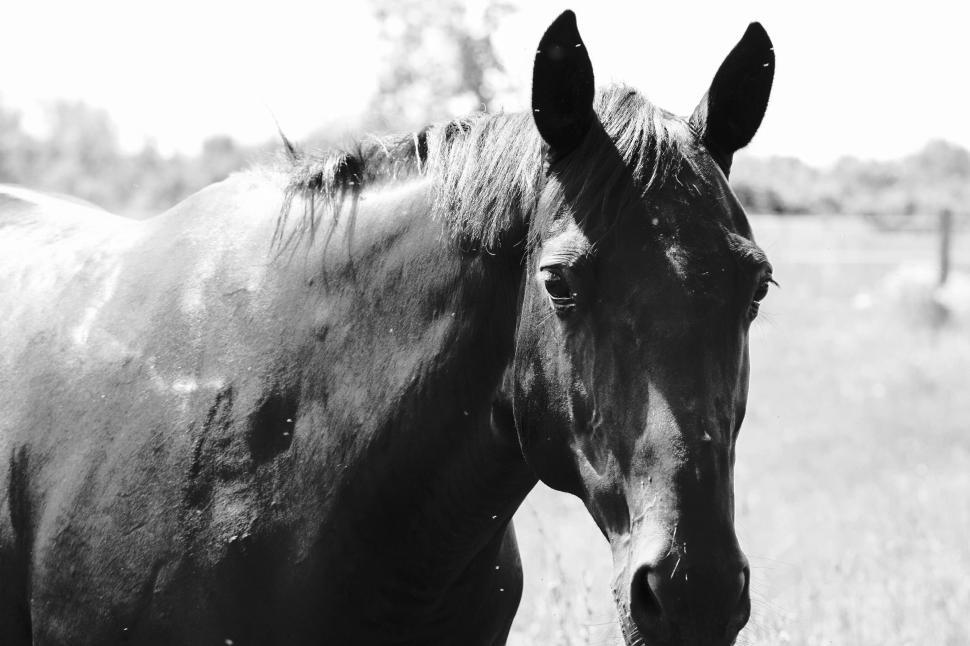 Free Image of Majestic black horse standing in a sunlit open field 