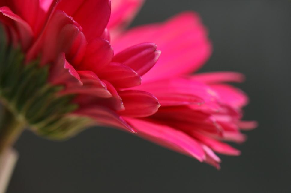 Free Image of Side view of vivid pink flower petal in shallow depth 