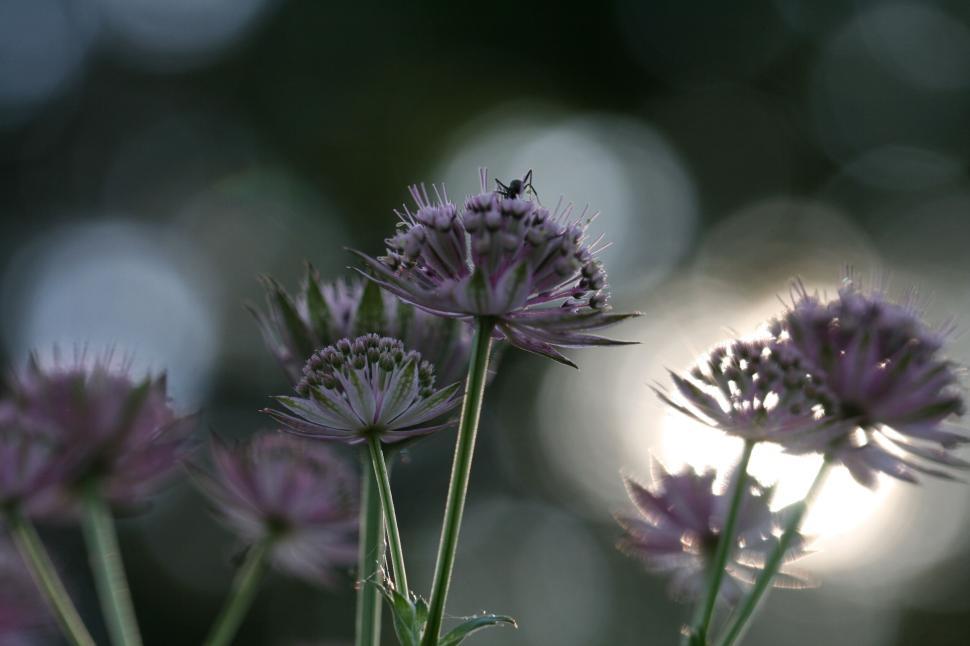 Free Image of Macro shot of an insect on purple flowers in sunlight 