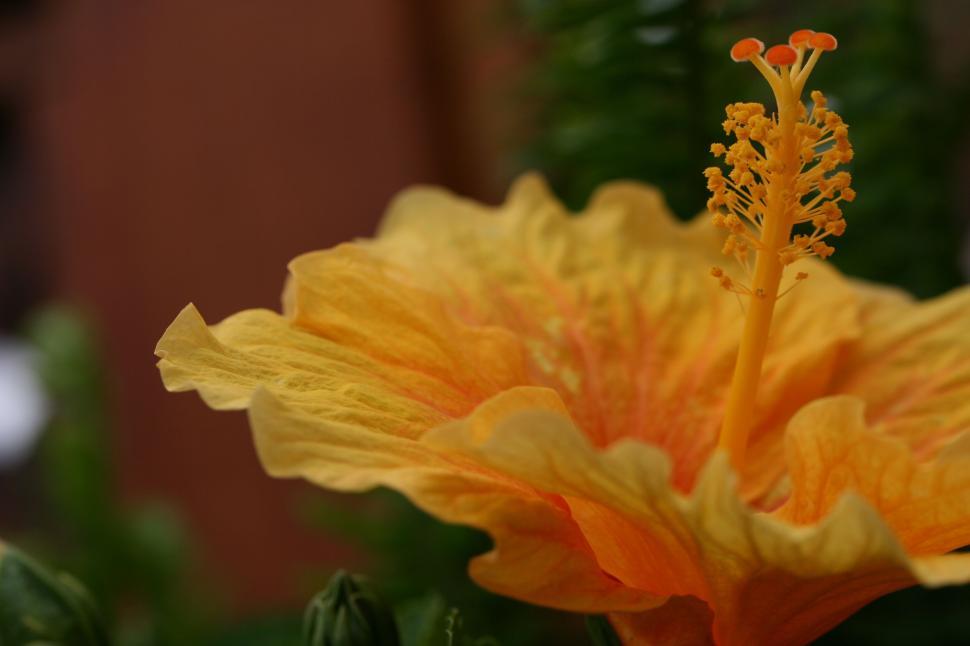 Free Image of Bright yellow and orange hibiscus flower in full bloom 