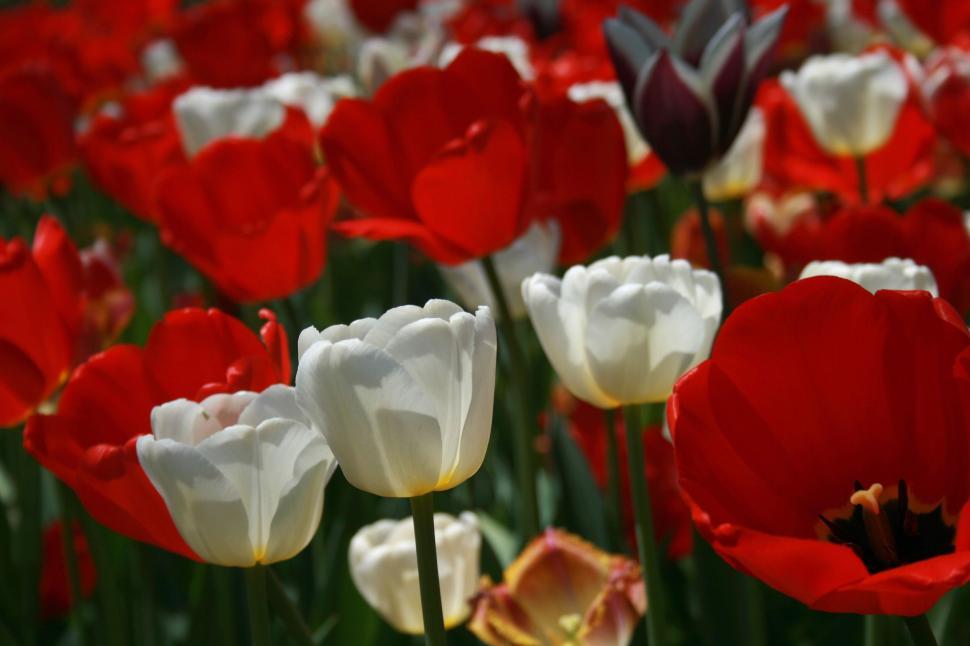 Free Image of Colorful field of red and white tulips in full bloom. 