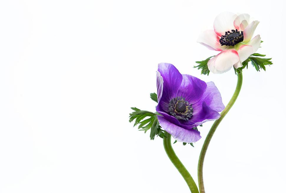 Free Image of Purple and white flowers on a white background 