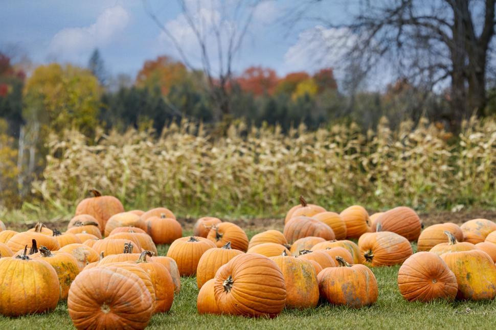 Free Image of Field full of orange pumpkins ready for harvest 