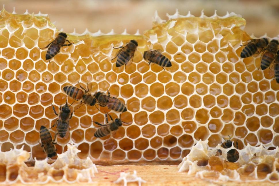 Free Image of Bees on honeycomb producing fresh natural honey 