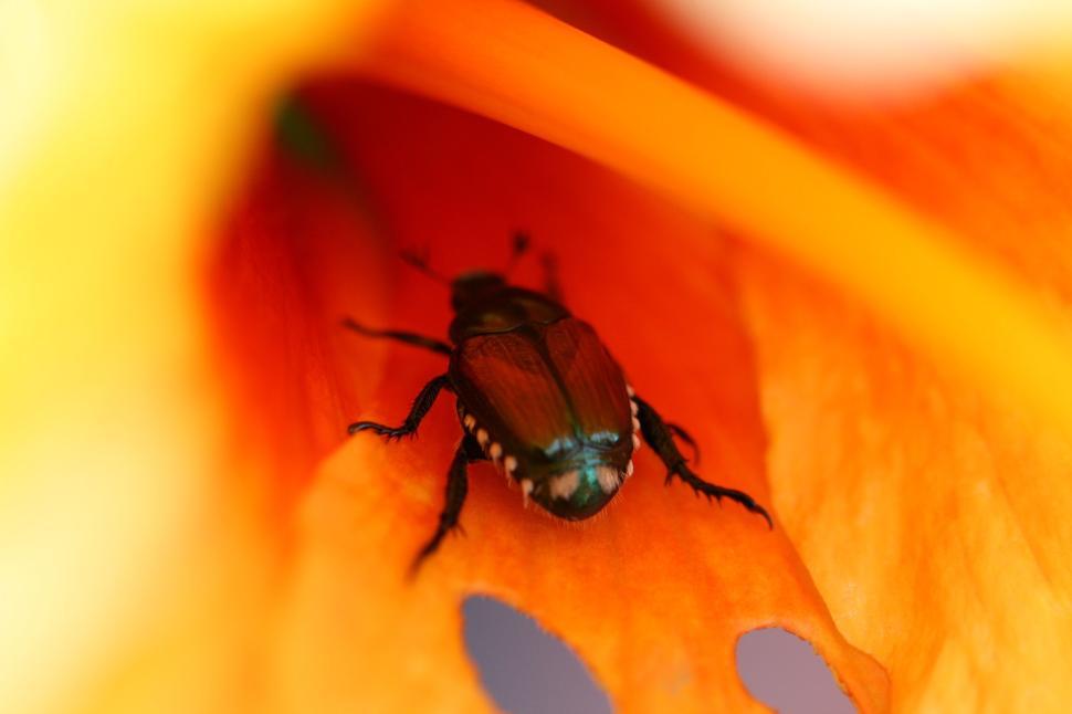 Free Image of Close-up of a beetle on a vibrant orange flower petal 