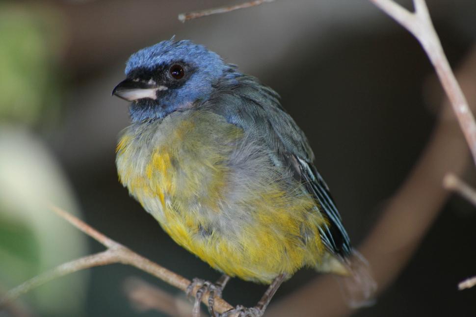 Free Image of Vibrant bird perched on a branch with bright colors. 