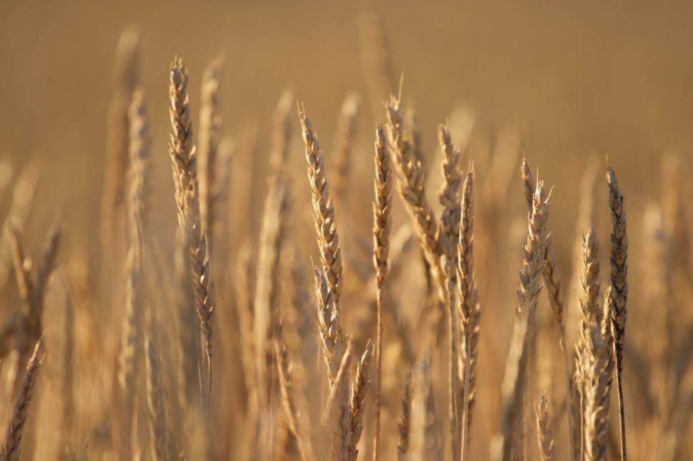 Free Image of Golden wheat ears swaying in a sunlit farm field. 