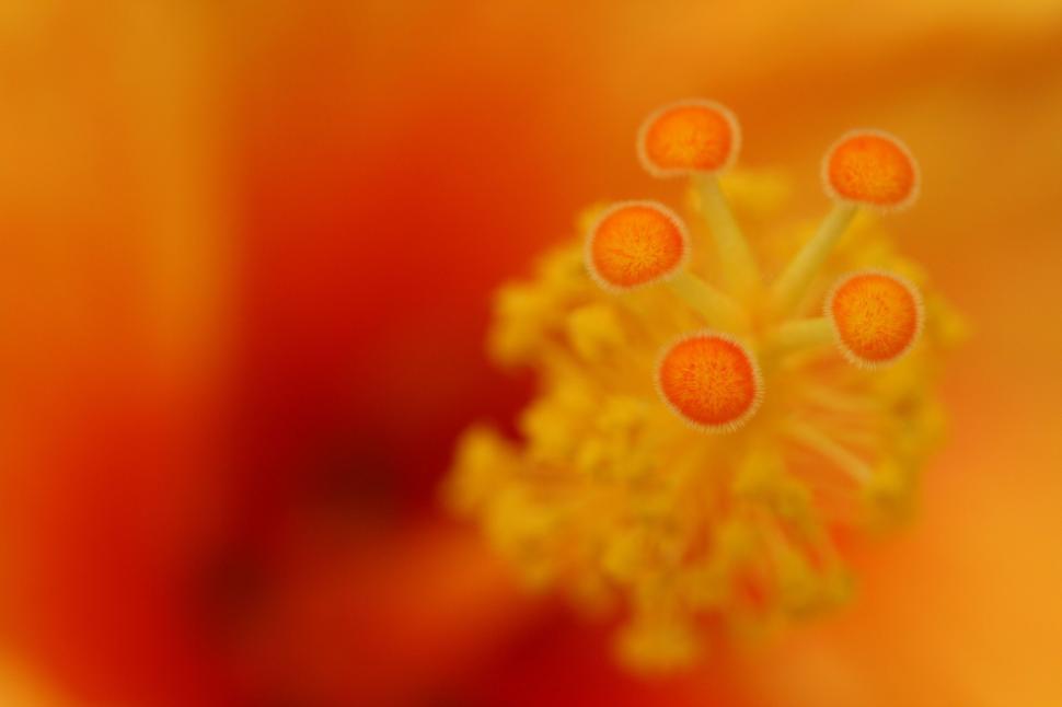 Free Image of Close-up of orange flower stamen with detailed elements. 