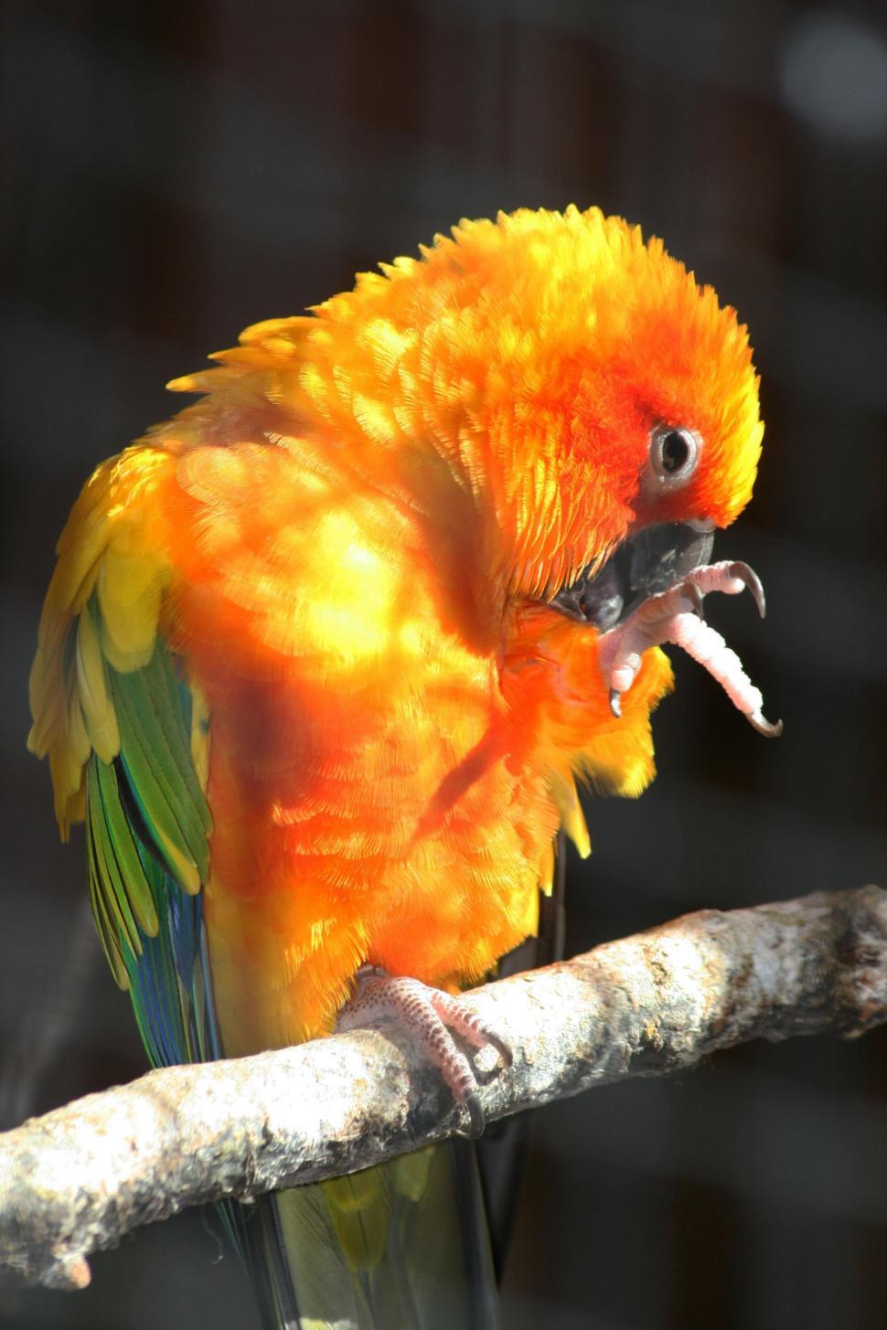 Free Image of Vividly colored parrot perched on branch, eating food. 
