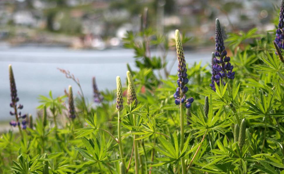 Free Image of Fields of purple wildflowers near serene lakeside view. 