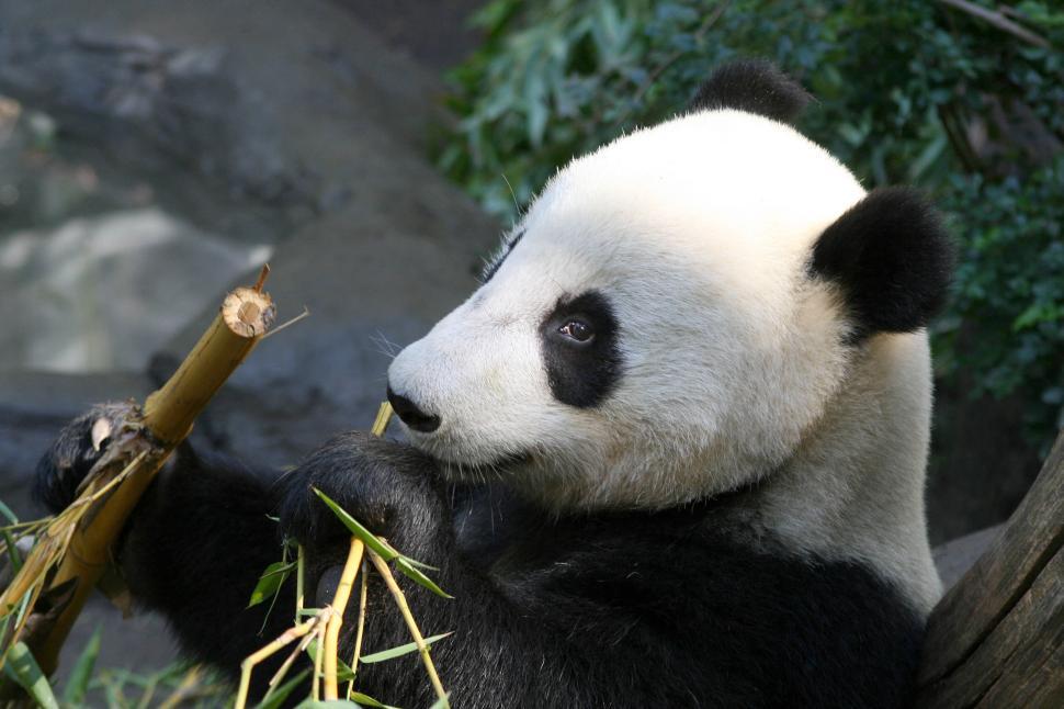 Free Image of Panda chewing bamboo in its natural habitat, zoo setting. 