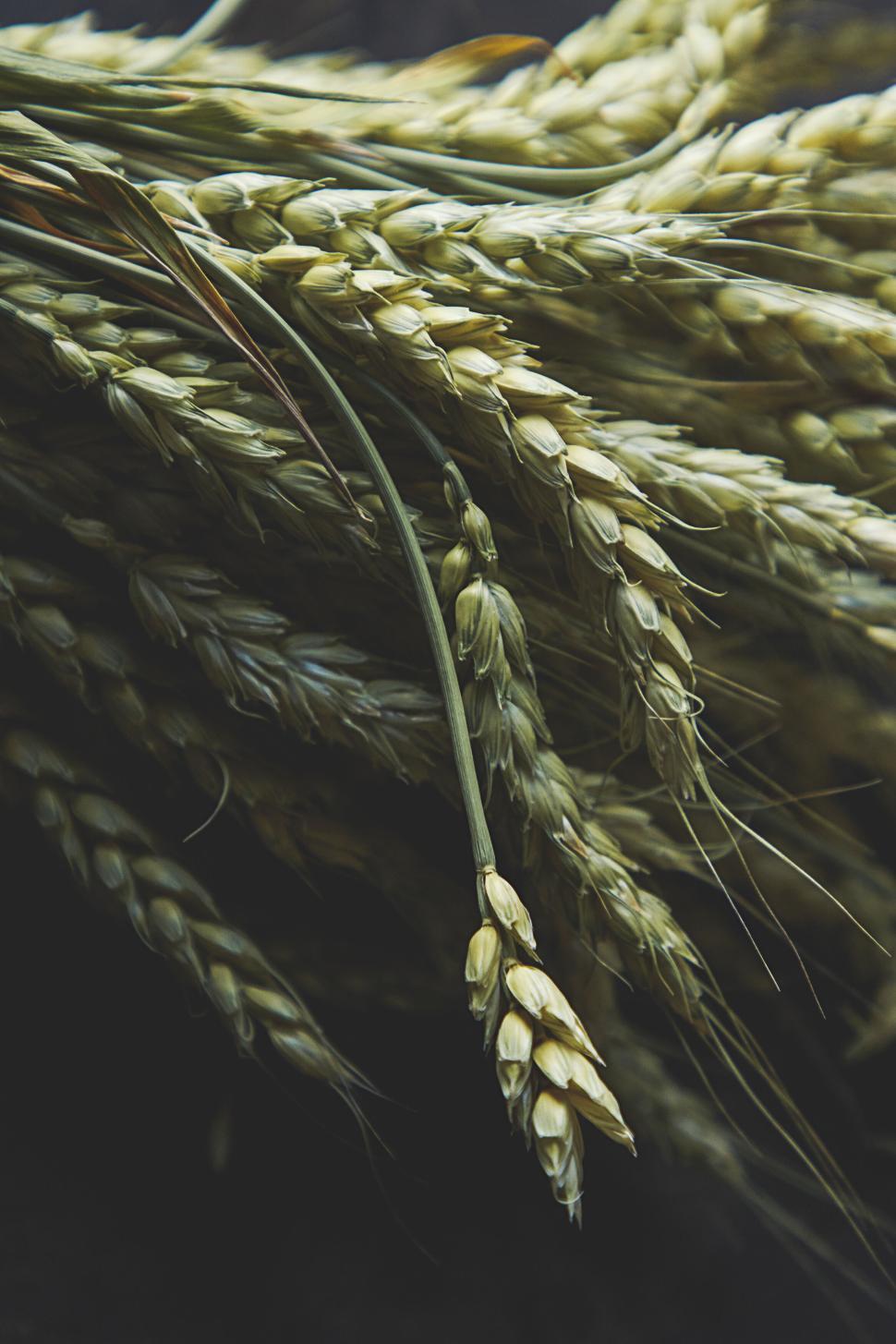 Free Image of Close-up of golden wheat stalks in agricultural field 