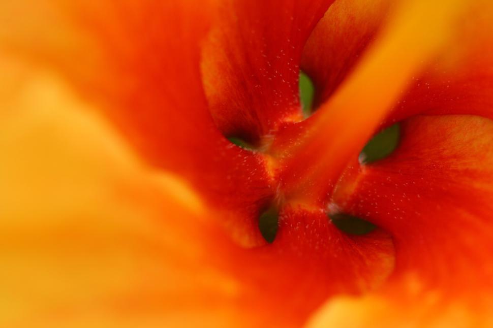 Free Image of Abstract orange and red flower interior with vivid colors 