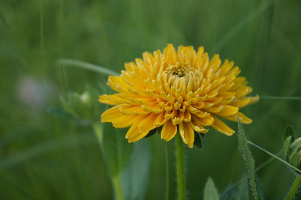 Free Image of Vibrant yellow flower blooming in a lush green garden. 