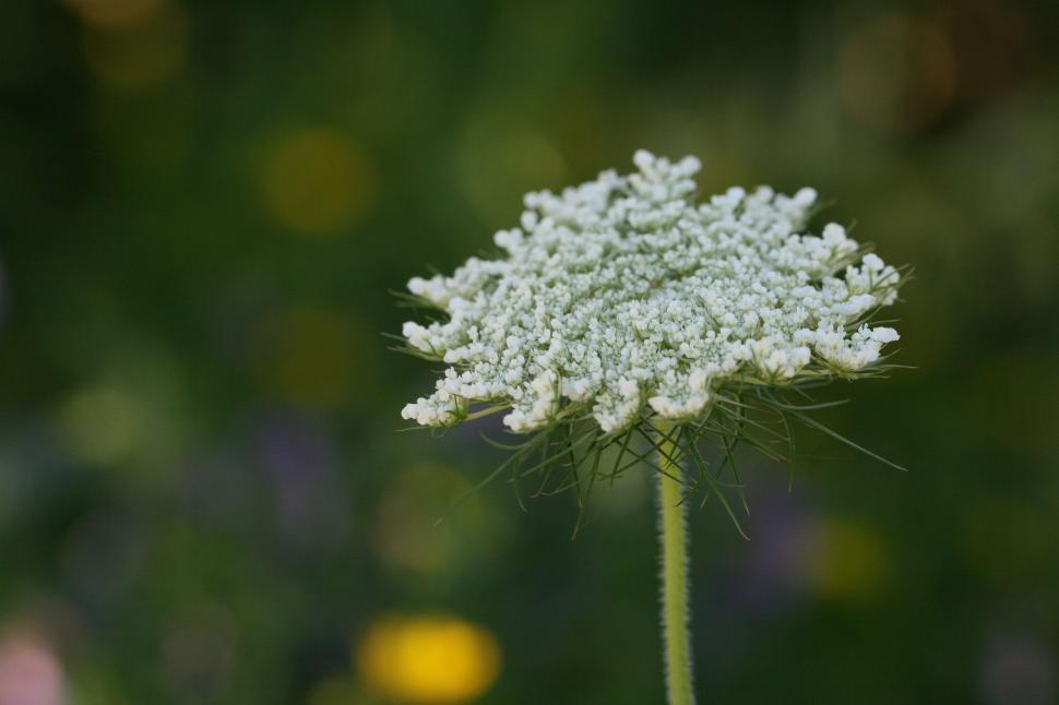 Free Image of White delicate flower blooming with intricate tiny blossoms. 