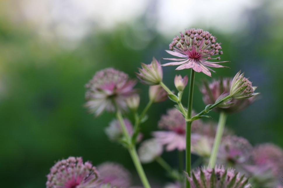 Free Image of Pink star-shaped flowers amidst blooming garden blossoms. 