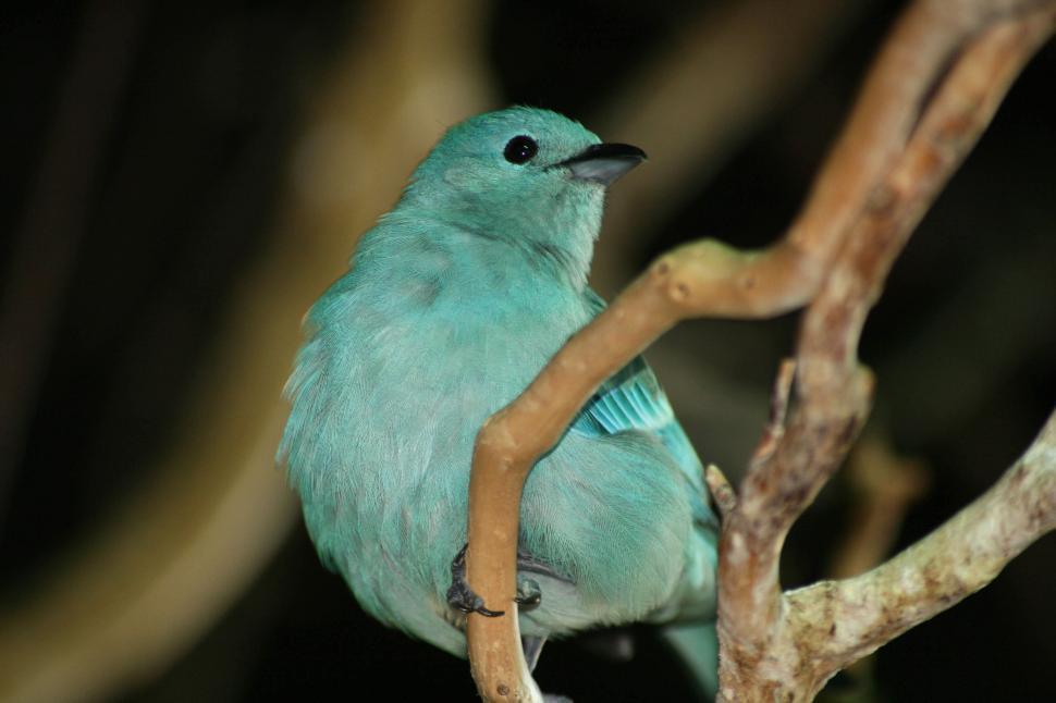 Free Image of A vibrant turquoise bird perched on a branch close-up 