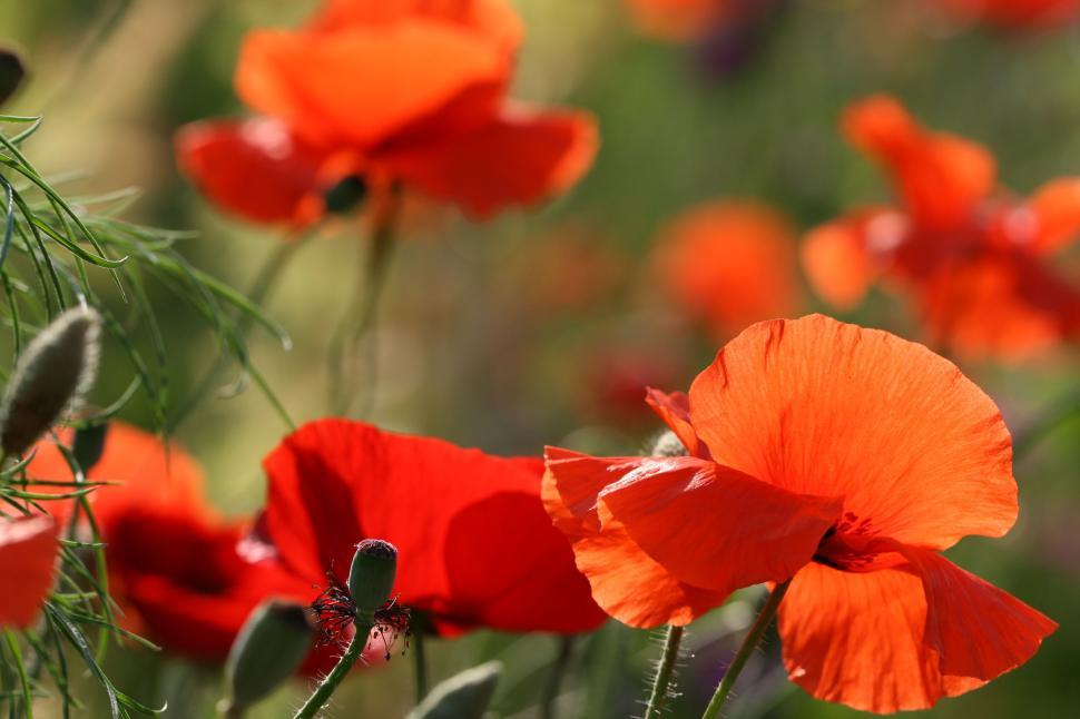 Free Image of Bright orange poppy flowers blooming in natural sunlight 