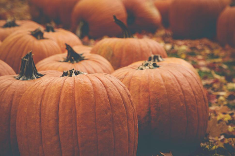 Free Image of Pumpkin field in autumn covered with fallen leaves 