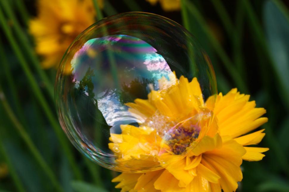 Free Image of Soap Bubble Reflecting Nature Scene on Yellow Flower 