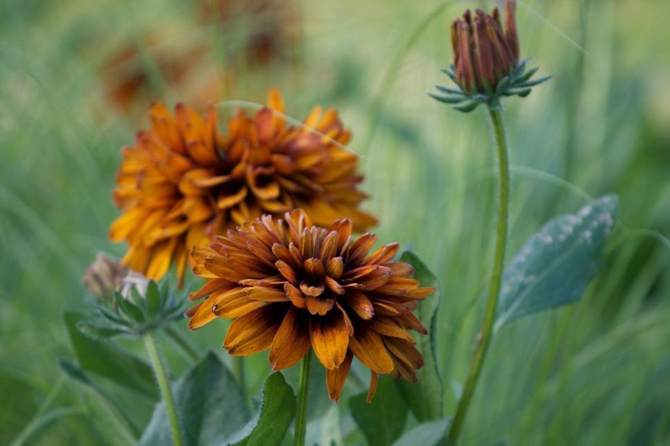 Free Image of Two Vibrant Orange Flowers Amidst Green Foliage 