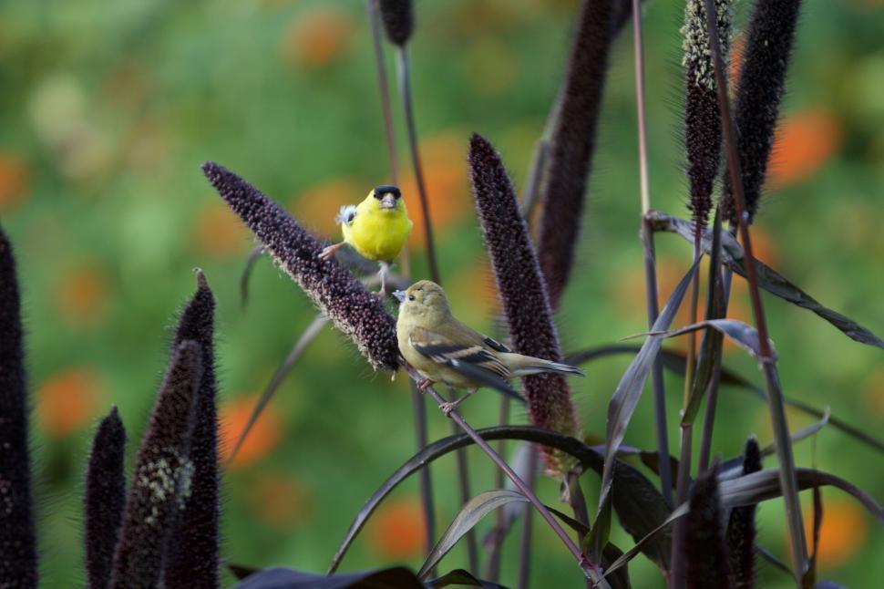 Free Image of Two Birds Perched on Stalks in Vibrant Outdoor Scene 