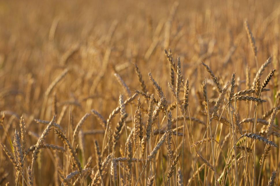 Free Image of Golden wheat field ready for harvest under sunlight 