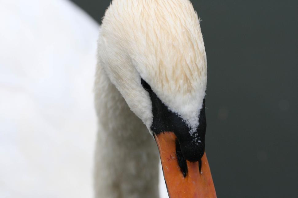 Free Image of Close-up image of a swan with focus on its beak and eyes 