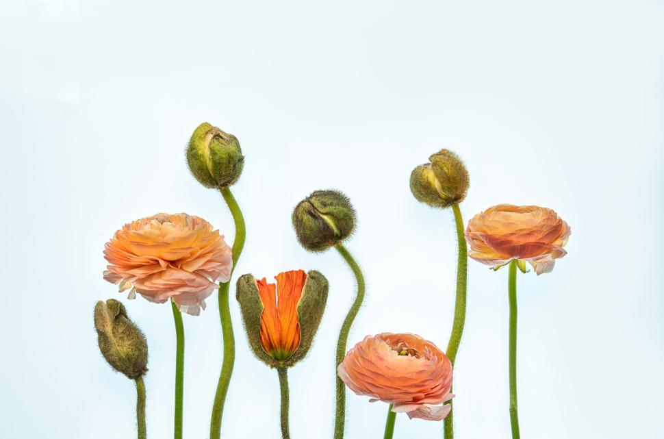 Free Image of Delicate orange flowers in different blooming stages. 