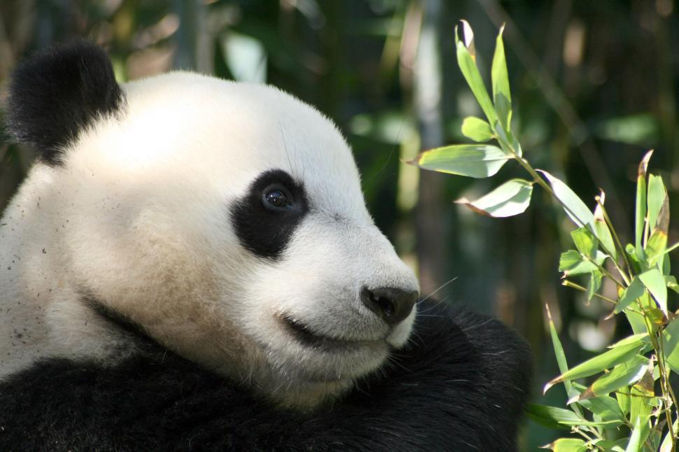 Free Image of Giant panda munching bamboo in a lush green forest. 