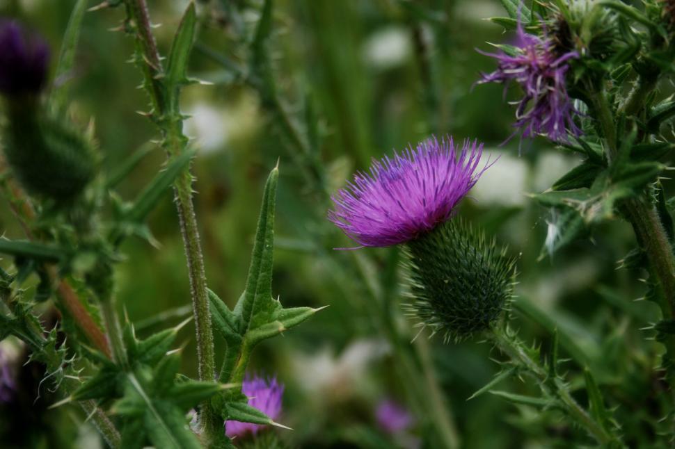 Free Image of Purple thistle flowers blooming amidst green foliage. 