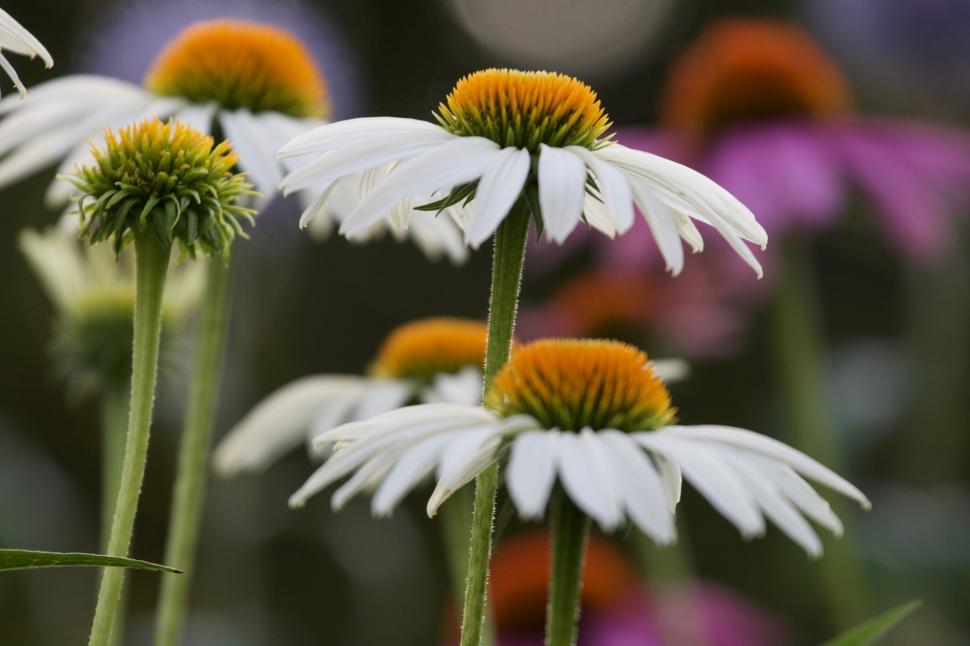 Free Image of White and orange flowers blooming in nature s garden. 