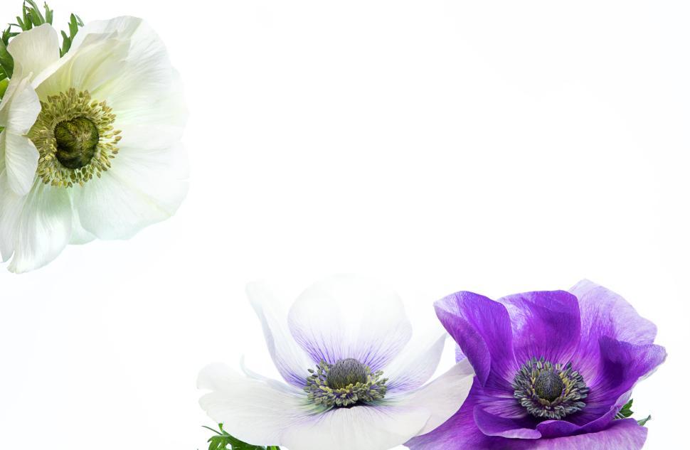 Free Image of Three vibrant flowers in different colors beautifully arranged. 