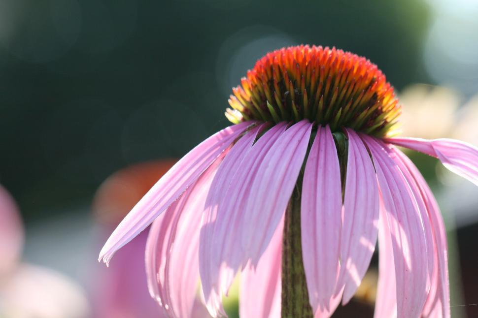 Free Image of Beautiful pink echinacea flower bathed in sunlight 