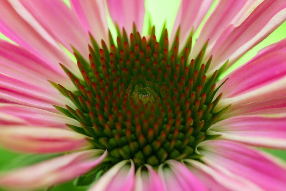 Free Image of Close-up view of vibrant pink echinacea flower center 
