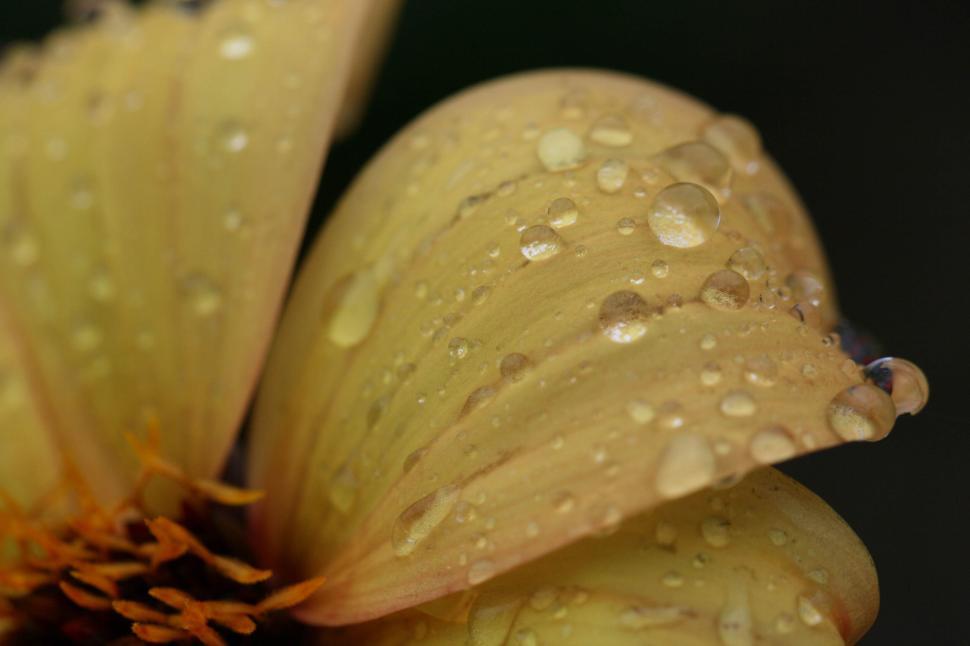 Free Image of Close-up of delicate petals with dewdrops on a flower. 