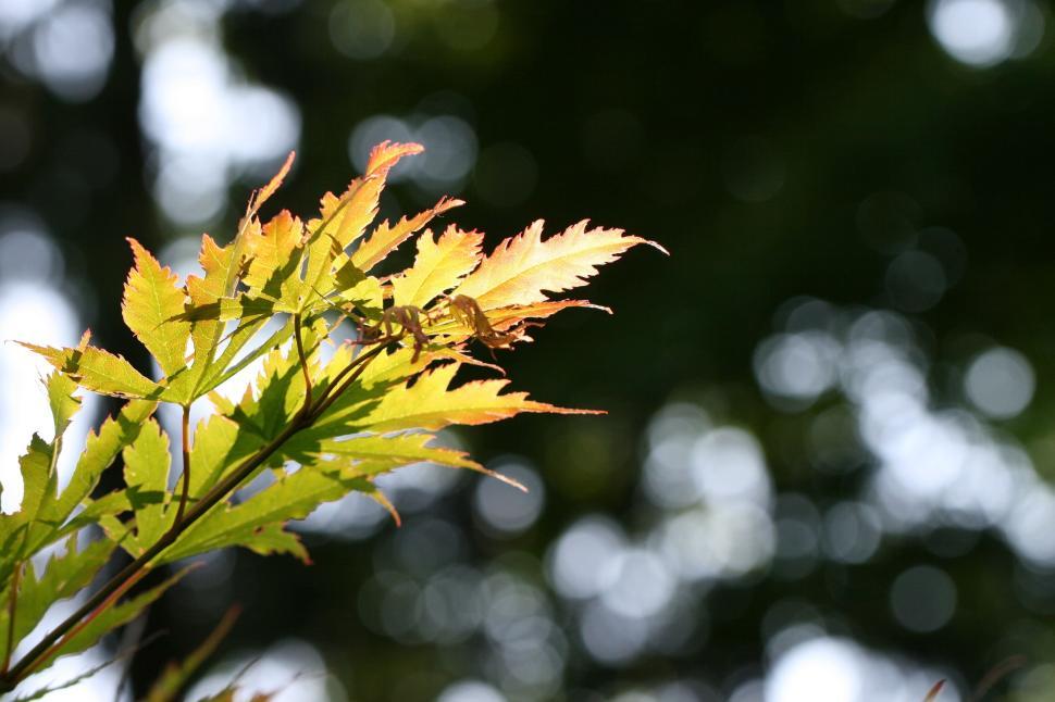 Free Image of Sunlit leaves with orange tips against a blurred background. 