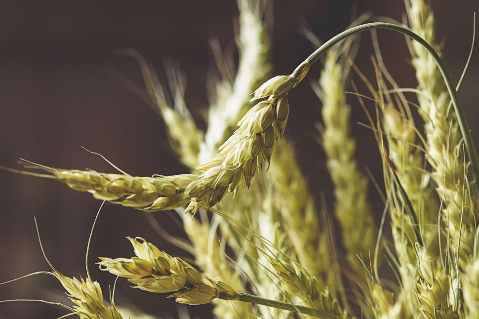 Free Image of Close-up shot of ripe wheat grains against blurred background 