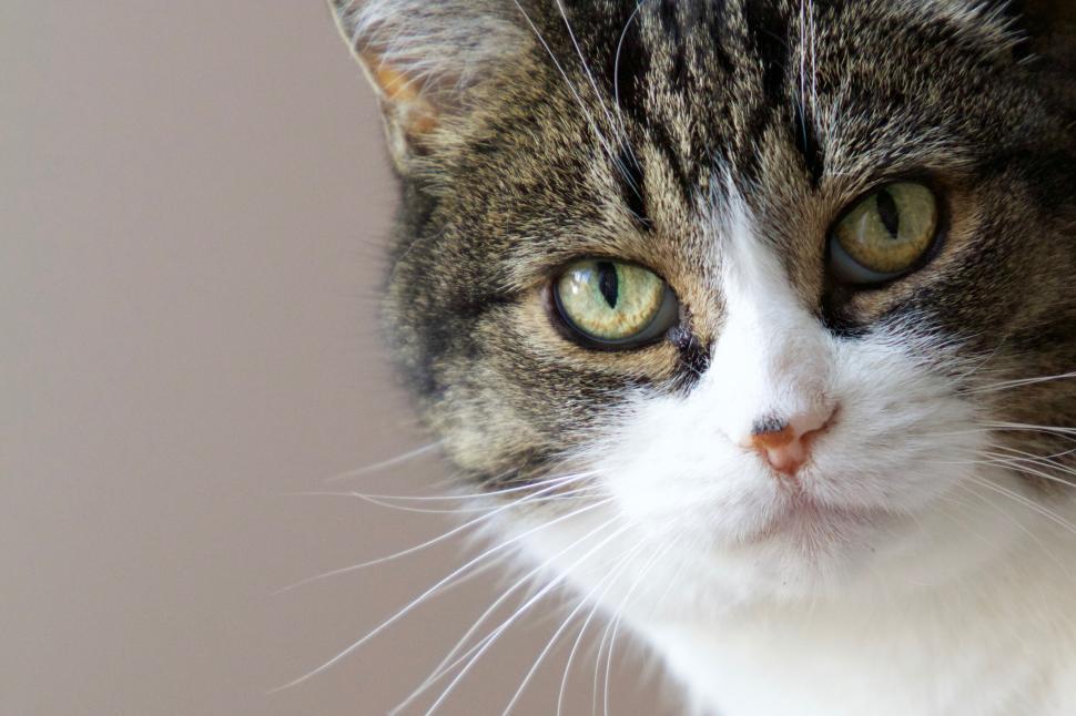 Free Image of Portrait of a cat with green eyes staring intently ahead 