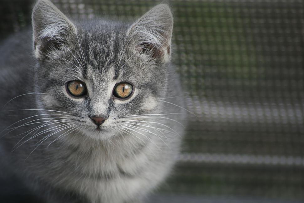 Free Image of Gray Kitten Staring Intently with Curious Eyes 