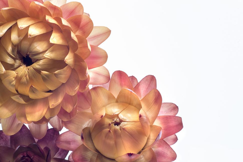 Free Image of Colorful Dried Flowers on White Background 