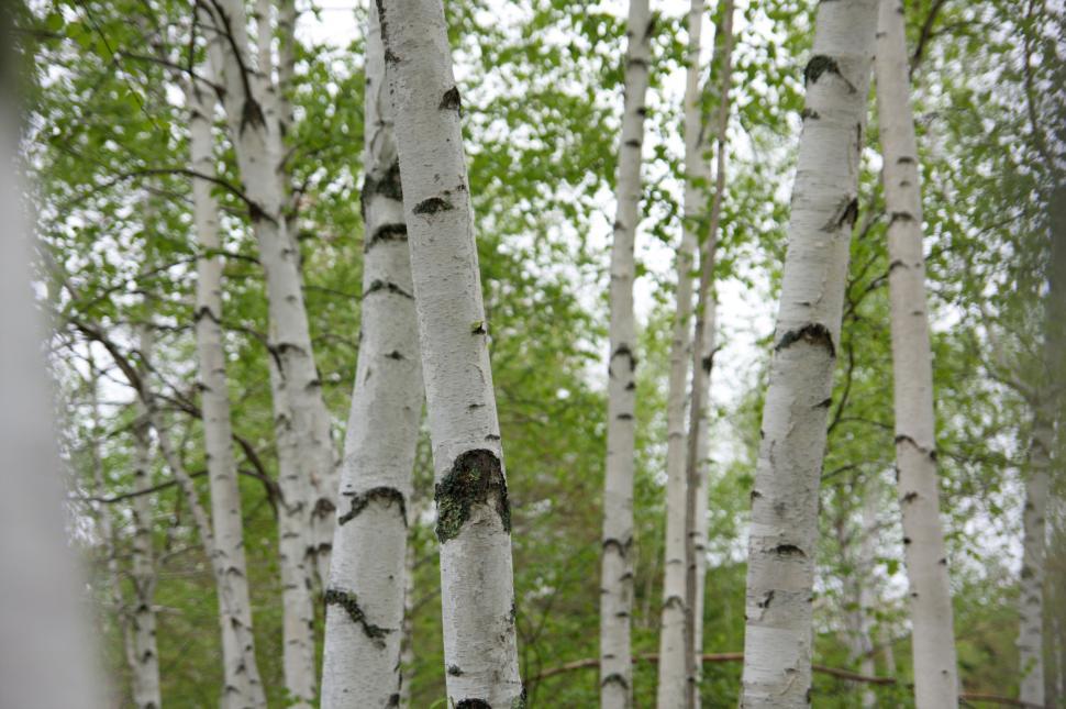 Free Image of Birch tree forest with green foliage and daylight ambiance 