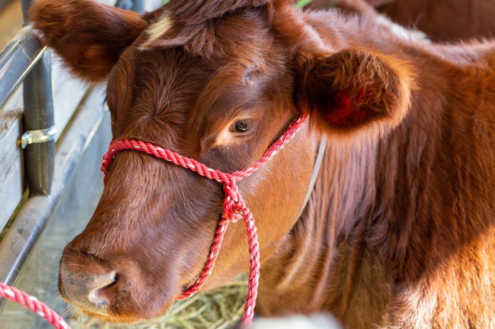 Free Image of Close-up of brown cow with red rope harness on head 