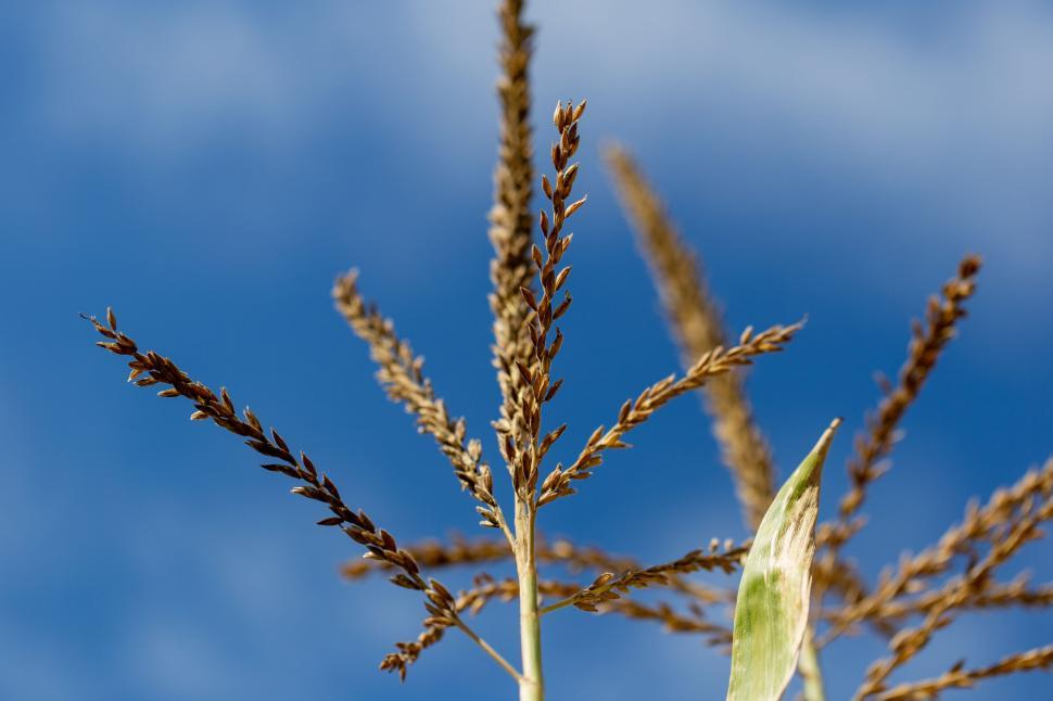 Free Image of Corn plant closeup under clear sky 