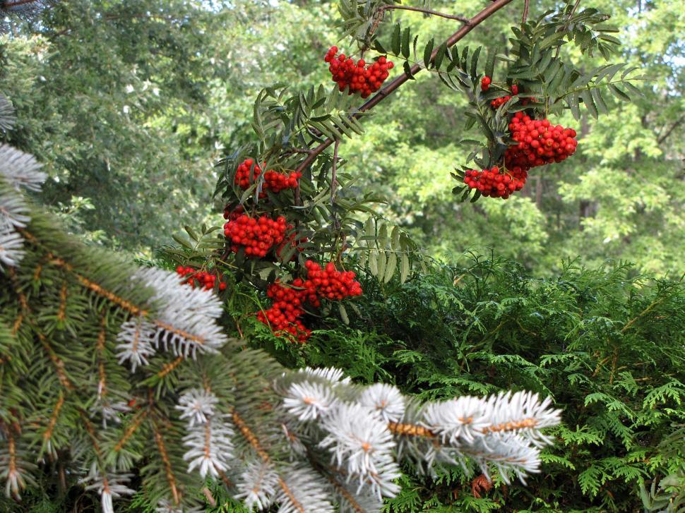 Free Image of Berries 