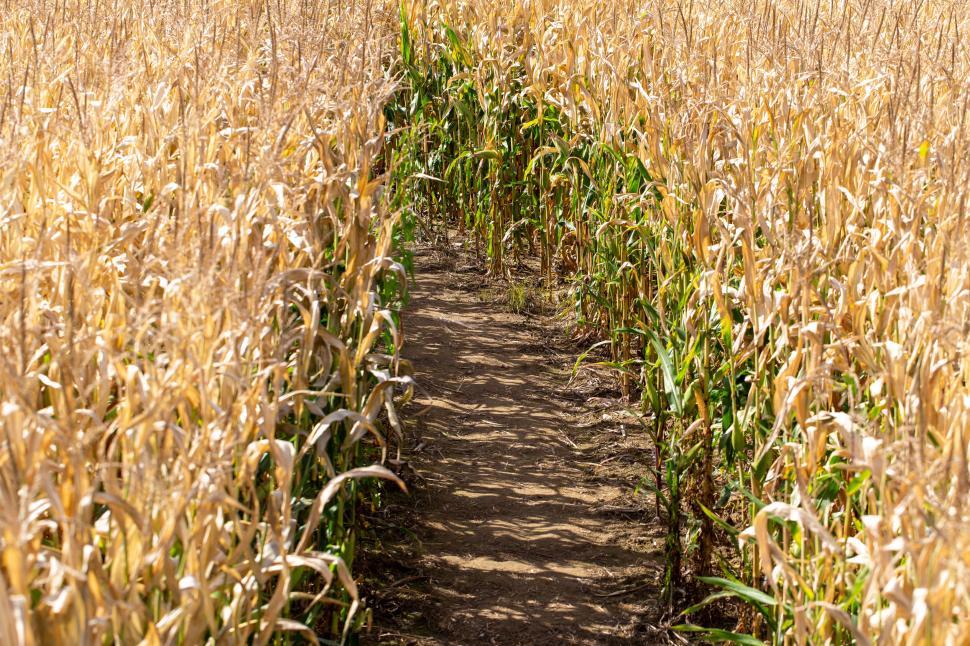 Free Image of Pathway through a corn maize field under bright sunlight 