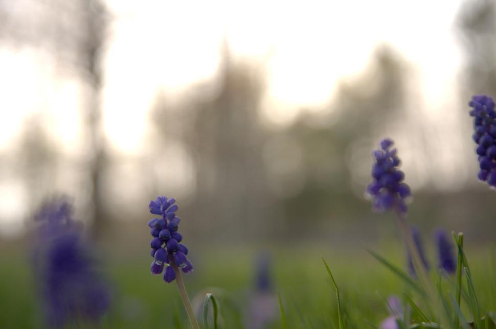 Free Image of Close-up of purple flowers with blurred background bokeh. 